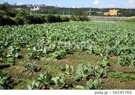 ヒナ菊 ヒナキク デージー 36295769