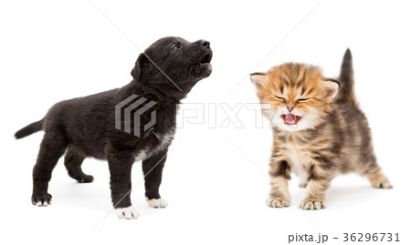 Crying kitten and puppy 36296731