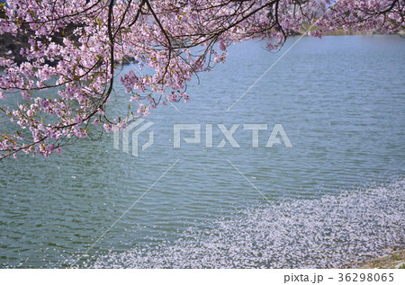 長野県伊那市　六道の堤の桜 36298065