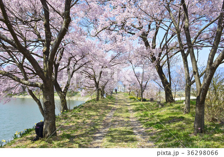 長野県伊那市 六道の堤の桜並木の写真素材