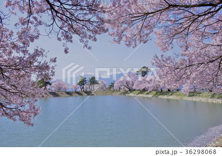 長野県伊那市 六道の堤の桜 長野県伊那市 六道の堤の桜 36298068