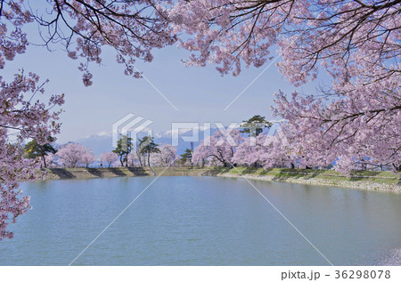 長野県伊那市 六道の堤の桜 長野県伊那市 六道の堤の桜 36298078