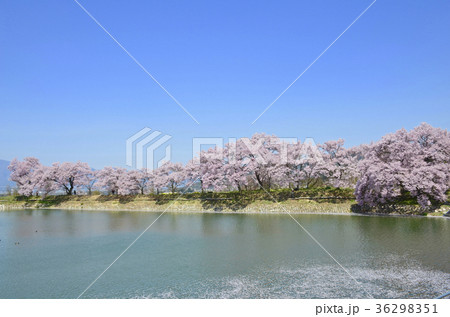 長野県伊那市 六道の堤の桜 長野県伊那市 六道の堤の桜 36298351