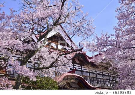 4月の高遠城址公園 満開の桜と高遠閣 4月の高遠城址公園 満開の桜と高遠閣 36298392