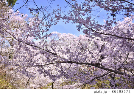 4月の高遠城址公園　満開の桜 36298572