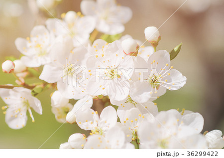 Apricot tree blossoms Apricot tree blossoms 36299422
