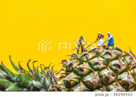 Farmer harvesting a giant pineapple Farmer harvesting a giant pineapple 36299502
