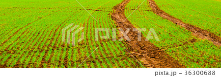 Green autumn field of freshly planted winter wheat 36300688