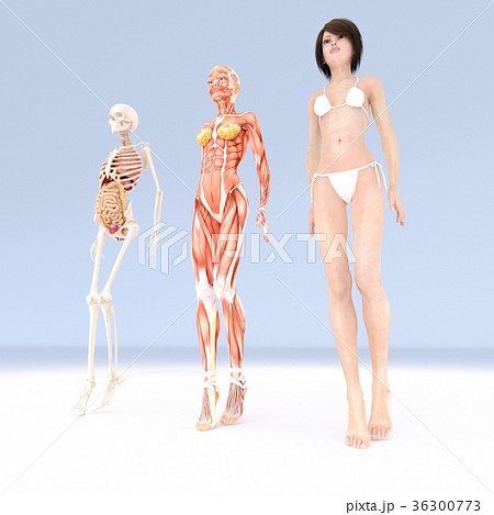 女性 解剖 筋肉 ３dcg イラスト素材のイラスト素材 36300773 Pixta
