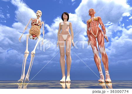 女性　解剖　筋肉　３DCG　イラスト素材 36300774