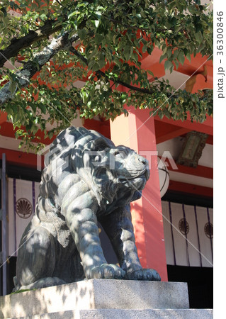 鞍馬寺 阿吽の虎 狛虎 鞍馬寺 阿吽の虎 狛虎 36300846