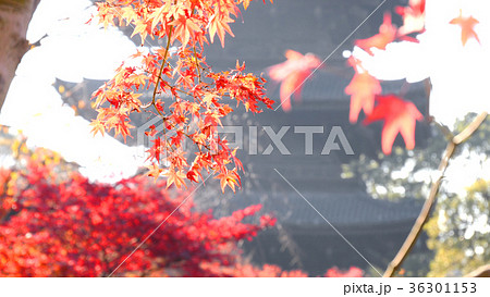東寺の紅葉 36301153