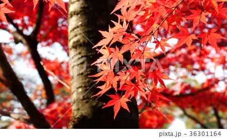 東寺の黄葉 36301164