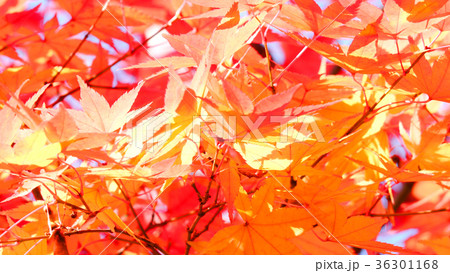 東寺の黄葉 36301168