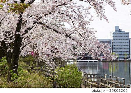 洗足池公園 36301202