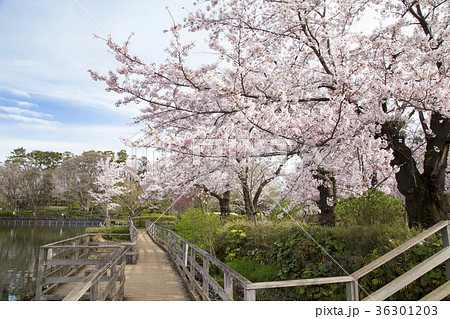 洗足池公園 洗足池公園 36301203