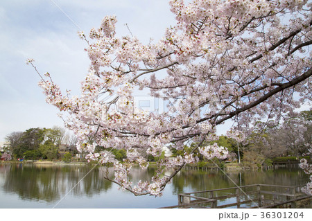 洗足池公園の桜 洗足池公園の桜 36301204