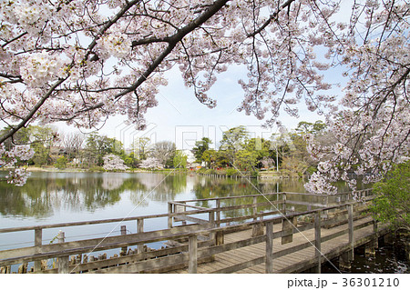 洗足池公園 36301210