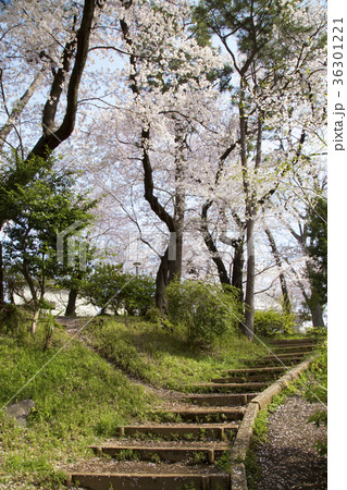 洗足池公園　桜山 36301221