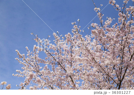 洗足池公園の桜 洗足池公園の桜 36301227