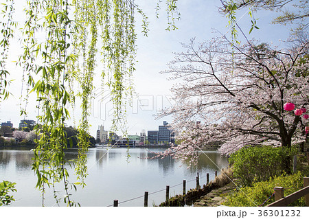 洗足池公園の柳と桜 36301232