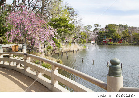 洗足池公園 池月橋 洗足池公園 池月橋 36301237