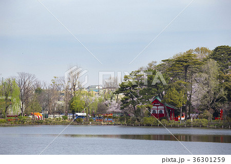 洗足池公園 洗足池公園 36301259