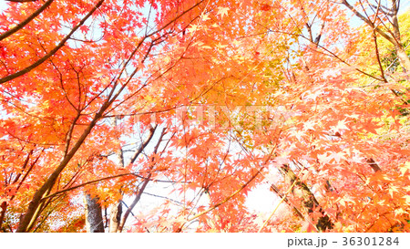 東寺の紅葉 東寺の紅葉 36301284
