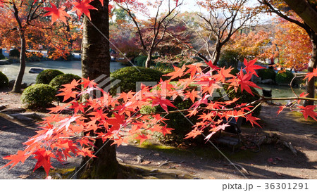 東寺の紅葉 東寺の紅葉 36301291