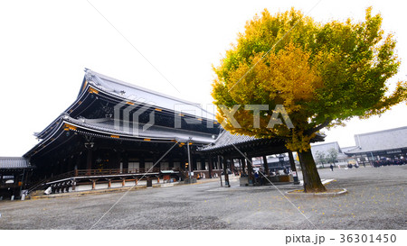 東本願寺と紅葉 東本願寺と紅葉 36301450