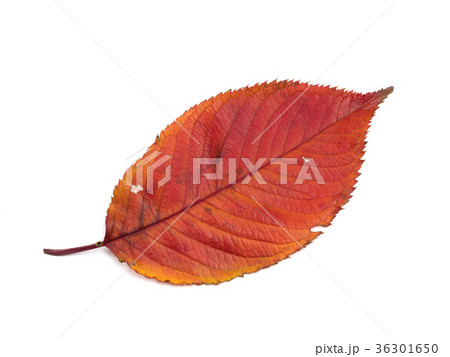 紅葉したサクラの葉 36301650
