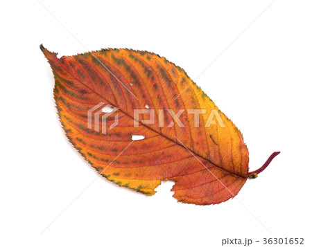 紅葉したサクラの葉 36301652