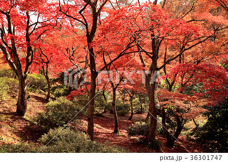 弥彦公園もみじ谷 弥彦公園もみじ谷 36301747