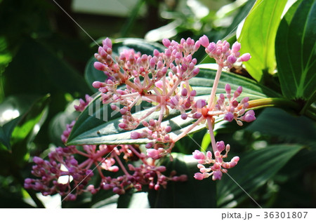 メディニラ・スペキオサ 36301807