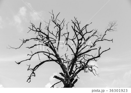 Dead tree with sky and cloud,  halloween theme  36301923