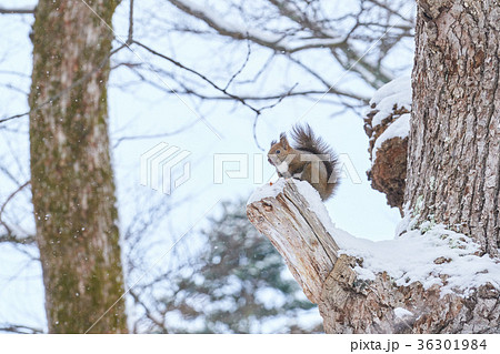 木の上のエゾリス 木の上のエゾリス 36301984