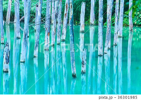 美瑛白金の青い池 36301985