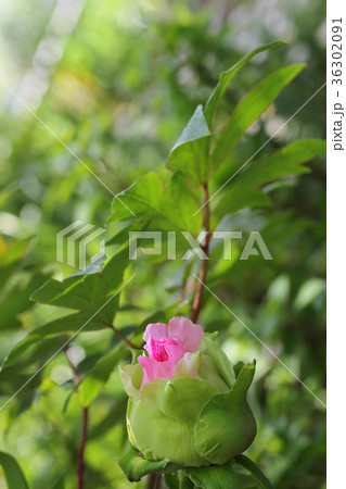 花競・牡丹の花の蕾と雨雫 花競・牡丹の花の蕾と雨雫 36302091