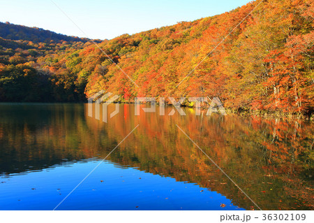 八甲田蔦沼の紅葉 36302109