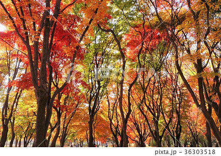 良才市民の森公園の紅葉【韓国/ソウル】 36303518