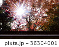紅葉と太陽光 36304001