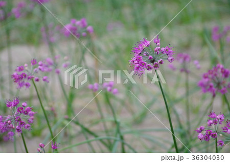 らっきょの花 らっきょの花 36304030