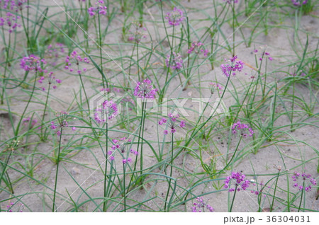 らっきょの花 らっきょの花 36304031