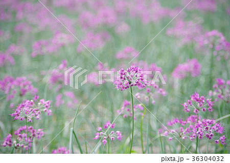 らっきょの花 36304032