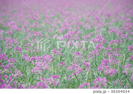 らっきょの花 36304034