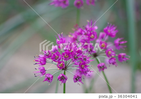 らっきょの花 36304041