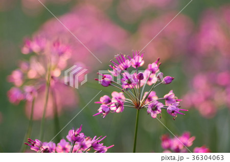 らっきょの花 36304063