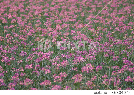 らっきょの花 らっきょの花 36304072