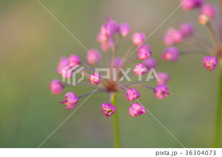 らっきょの花 らっきょの花 36304073