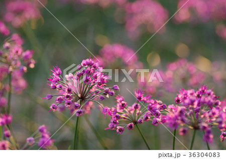 らっきょの花 36304083